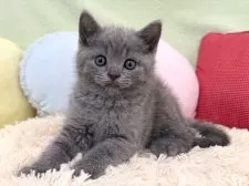 ブリティッシュショートヘア【大阪府・男の子・2025年8月24日・ブルー】の写真8