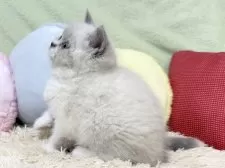 ブリティッシュショートヘア【大阪府・女の子・2025年10月29日・ブルーポイント&ホワイト】の写真11