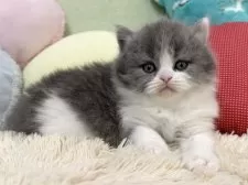 ブリティッシュロングヘア【大阪府・男の子・2025年2月6日・ブルー&ホワイト】の写真11