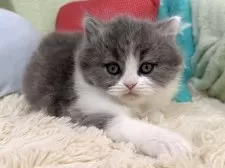 ブリティッシュロングヘア【大阪府・男の子・2025年2月6日・ブルー&ホワイト】の写真8