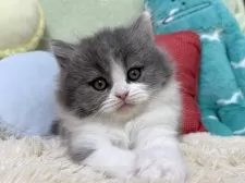 ブリティッシュロングヘア【大阪府・男の子・2025年2月6日・ブルー&ホワイト】の写真3