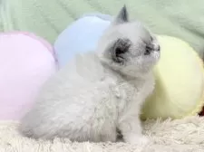 ブリティッシュショートヘア【大阪府・女の子・2025年10月29日・ブルーポイント&ホワイト】の写真12