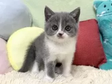 ブリティッシュショートヘア【大阪府・女の子・2025年4月5日・ブルー&ホワイト】の写真11