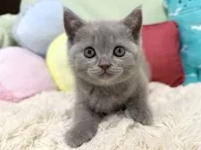 ブリティッシュショートヘア【大阪府・女の子・2025年4月5日・ライラック】の写真9