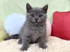 ブリティッシュショートヘア【大阪府・男の子・2025年8月24日・ブルー】の写真13