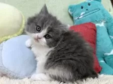 ブリティッシュロングヘア【大阪府・男の子・2025年2月6日・ブルー&ホワイト】の写真4