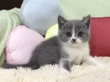 ブリティッシュショートヘア【大阪府・女の子・2025年4月5日・ブルー&ホワイト】の写真12