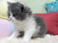 ブリティッシュロングヘア【大阪府・男の子・2025年2月6日・ブルー&ホワイト】の写真5