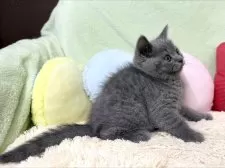 ブリティッシュショートヘア【大阪府・男の子・2025年8月24日・ブルー】の写真14