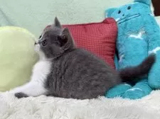 ブリティッシュショートヘア【大阪府・女の子・2025年4月5日・ブルー&ホワイト】の写真6