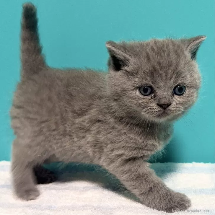 ID：2503-01424の子猫