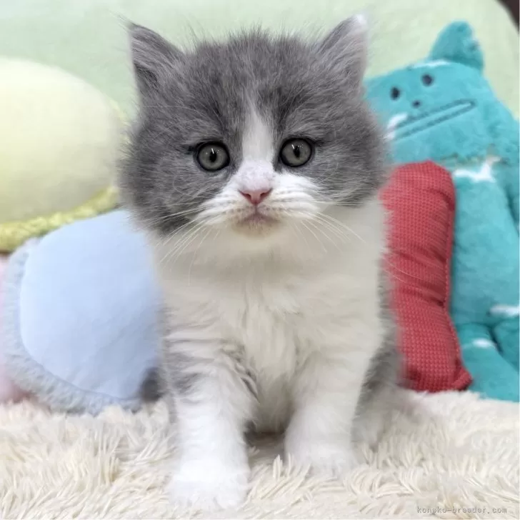 ID：2503-00127の子猫