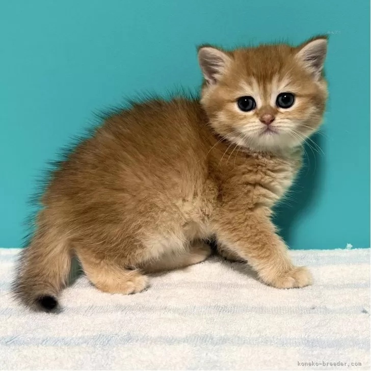ID:2508-02705の子猫