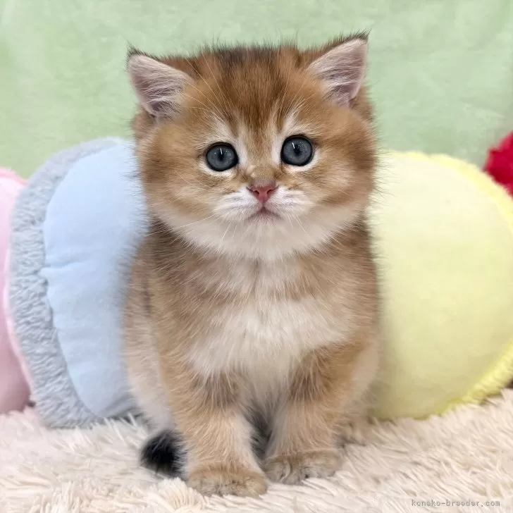 ID：2604-01561の子猫
