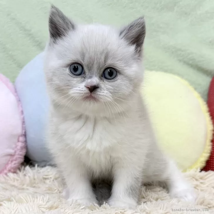 ブリティッシュショートヘア【大阪府・女の子・2025年10月29日・ブルーポイント&amp;ホワイト】の写真1