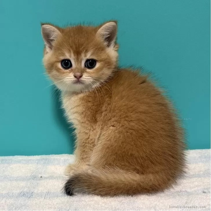 ID:2508-02704の子猫