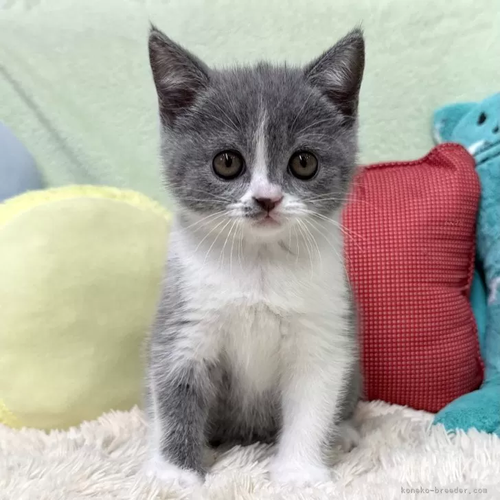 ブリティッシュショートヘア【大阪府・女の子・2025年4月5日・ブルー&amp;ホワイト】の写真1