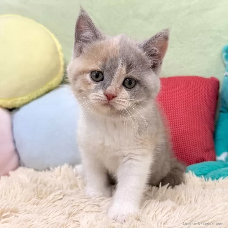 ID：2507-02821の子猫