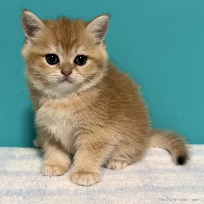 ID:2508-02706の子猫