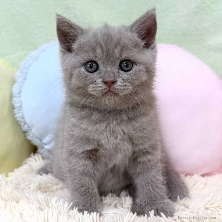 K.Y 様のお迎えした子猫