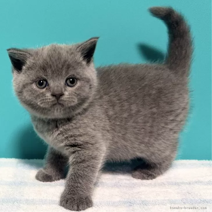 ブリティッシュショートヘア【大阪府・女の子・2025年2月10日・ブルー】の写真1