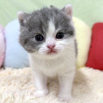 ブリティッシュショートヘア【大阪府・男の子・2025年10月29日・ブルー&ホワイト（ショートヘア）】の写真「ブルー＆ホワイトの男の子のご紹介です💕」