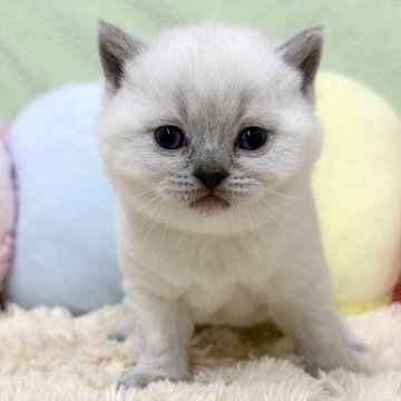 ブリティッシュショートヘア【大阪府・男の子・2025年10月29日・ブルーポイント（ショートヘア）】の写真「ブルーポイントの男の子のご紹介です💕」