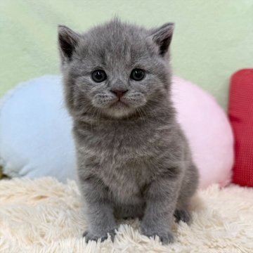 ブリティッシュショートヘア【大阪府・男の子・2025年10月4日・ブルー（ショートヘア）】の写真「ブルーの男の子のご紹介です💕」