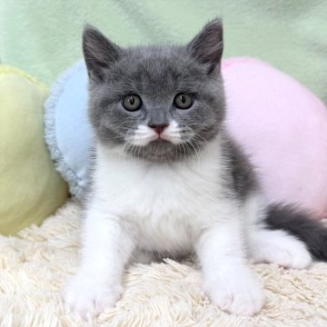 ブリティッシュショートヘア【大阪府・男の子・2025年8月24日・ブルー&ホワイト（ショートヘア）】の写真「ブルー＆ホワイトの男の子のご紹介です💕」