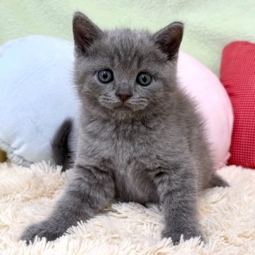 ブリティッシュショートヘア【大阪府・男の子・2025年8月24日・ブルー（ショートヘア）】の写真「ブルー＆ホワイトの女の子のご紹介です💕」