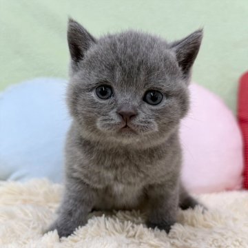 ブリティッシュショートヘア【大阪府・女の子・2025年10月4日・ブルー（ショートヘア）】の写真「ブルーの女の子のご紹介です💕」