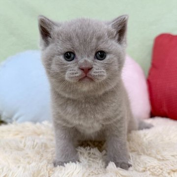 ブリティッシュショートヘア【大阪府・男の子・2025年10月4日・ライラック（ショートヘア）】の写真「ライラックの男の子のご紹介です💕」