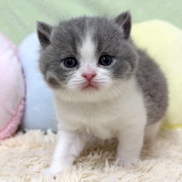 ブリティッシュショートヘア【大阪府・男の子・2025年10月29日・ブルー&ホワイト（ショートヘア）】の写真「ブルー＆ホワイトの男の子のご紹介です💕」