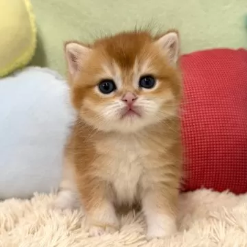 oshkosh ショートオール 18m 花柄　猫 9／5 N地区 TNR④ キジトラ（アメショ柄） 子猫 オス