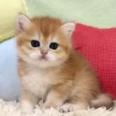 ブリティッシュショートヘア