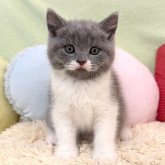 ブリティッシュショートヘア