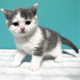 ブリティッシュショートヘア