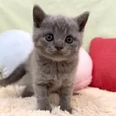 ブリティッシュショートヘア