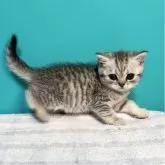 ブリティッシュショートヘア