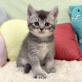 ブリティッシュショートヘア