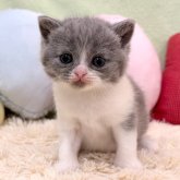 ブリティッシュショートヘア
