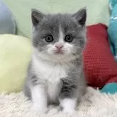 ブリティッシュショートヘア