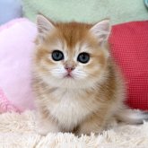 ブリティッシュショートヘア
