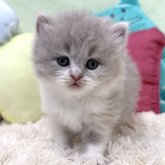 ブリティッシュロングヘア
