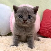 ブリティッシュショートヘア
