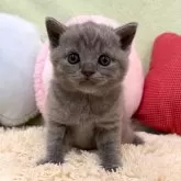 ブリティッシュショートヘア