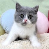ブリティッシュショートヘア