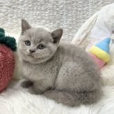 ブリティッシュショートヘア