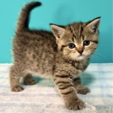 ブリティッシュショートヘア