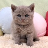 ブリティッシュショートヘア